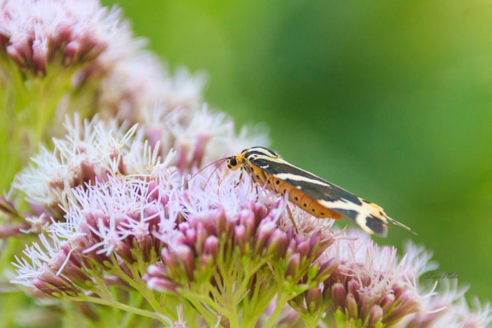 Did you know Europe has Orchids? Wildlife Photography in Austria